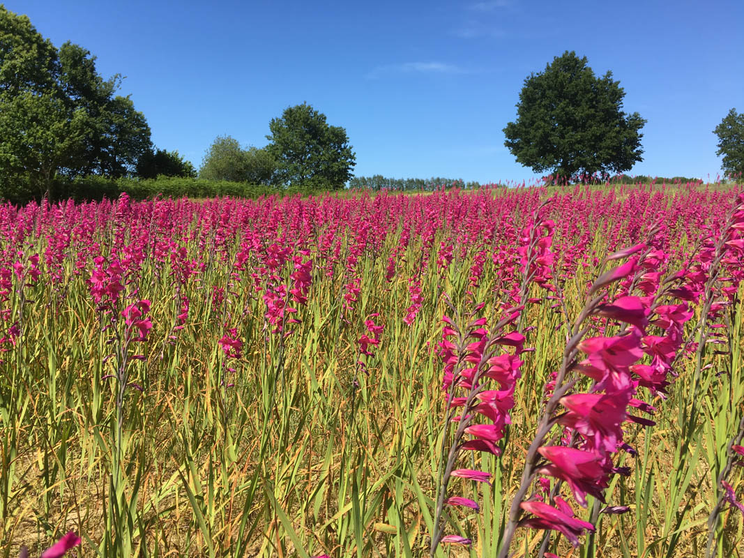 Gladiolus x byzantinus